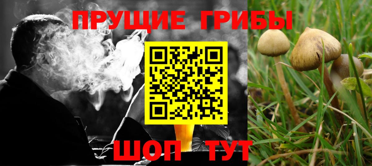Псилоцибиновые грибы GOLDEN TEACHER Карпинск
